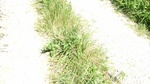2016-07-25_03-45-00_DSCF1461.JPG
