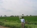 9434gt94a._cropland_rice_moreweedJPG.gif