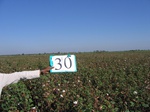 8028030-Irrigated (Surface water) cotton-b.jpg