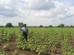 7955gt84a_cropland_sunflower.jpg