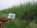 125460148b-irrigated-canal-sugarcane.gif
