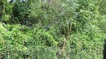 2016-07-27_09-26-03_DSCF1850.JPG