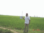 132000333a-irrigated-canal-rice.gif