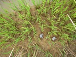 1801620090810_gt02b_Agriculture_Rice_Irrigated_Triple_Continous.JPG