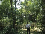 7746gt013b-forests-Y-sec.jpg