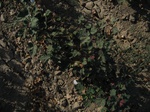 8185vp-067-Irrigated (Surface water) cotton-a.jpg