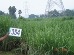 132690354c-rainfed-agriculture-sugarcane-dominant-rice.gif