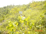 6711gt152-shrubland-1.jpg