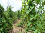 18263P1000099.JPG