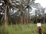 12010GT265_oilpalm_Chromolaena.jpg