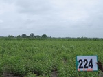 71430224c-rainfed-agriculture-mixedcrop-greengram-cotton-gram.jpg
