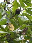2012-09-07_23-03-32_100_0093 Pear Harvest 2012.JPG