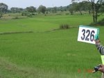74800326a-irrigated-canal-rice.jpg