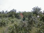12118GT119_Savannah_with_Termite_mound.JPG