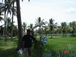 123830100a-irrigated-canal-sugarcane-dominant-rice-doublecrop.gif
