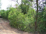 499620042008(7).JPG