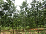 2012-09-26_20-48-44_CIMG0963.JPG