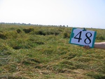 10258048-Irrigated (Surface water) rice-a.jpg