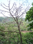 503020042008(63).JPG