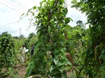 18261P1000097.JPG