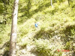11259gt079-forest-1.jpg