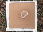 2020-10-30_10-44-37_Lake Arcadia Feb 15-2020 Trap 16.png
