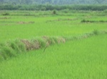 2012-09-07_10-07-08_CIMG6659.JPG