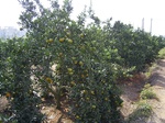 3238R0017272.JPG