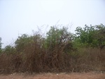 4007RIMG0311.JPG