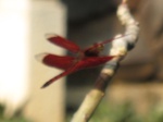 16575IMG_5362.JPG