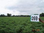 72900269a-irrigated-supplemental-groundwater-openwell-mixed-crop-chilli-dominant-cotton-maize.jpg