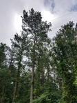 2017-06-12_18-06-25_20170605_155808.jpg