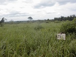 12001GT255_imperata.JPG