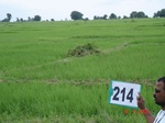 71100214b-irrigated-canal-rice.jpg