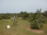 12238GT060_Savannah.JPG