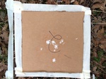2020-10-30_10-44-36_Lake Arcadia Feb 15-2020 Trap 2.png