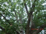 2012-10-02_09-57-48_CIMG6027.JPG
