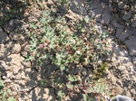 10361vp-053-Irrigated (Surface water) cotton-a.jpg
