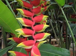 16390IMG_5175.JPG