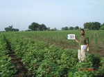 76710385a-rainfed-agriculture-plantation-papertree-pinetree-cotton.jpg