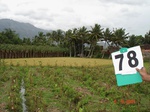 6365078b-irrigated-major-canal-plantation-banana-agriculture-rice-doublecrop.jpg