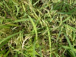 1798820090910_gt01b_Agriculture_Rice_Irrigated_Triple_Continous.JPG