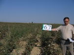 10299067-Irrigated (Surface water) cotton-a.jpg