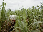 12247GT068_Guinee_corn.JPG
