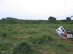 825124-cropland-chena-1yr-fallow-very-large-fielda.jpg