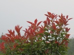 15281IMG_4112.JPG