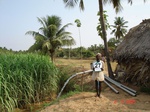 6173027c-irrigated-groundwater-mixedcrop-rice-sugarcane-plantation-coconut-banana-doublecrop.jpg