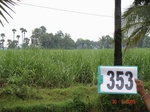 132660353c-rainfed-agriculture-sugarcane.gif