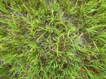 1797920090720_gt01b_Agriculture_Rice_Irrigated_Triple_Continous.JPG