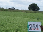 72670262c-rainfed-agriculture-mixed-crop-blackgram-dominant-sorghum-greenpeas.jpg